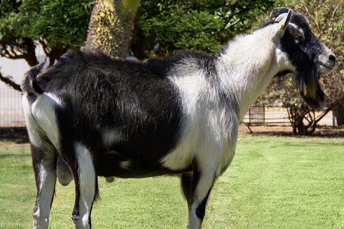 Caprina Alpina americana