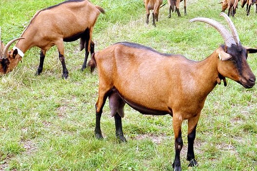 Raza Caprina Alpina Francesa