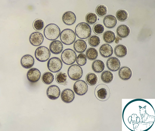 transferencia de embriones caprina