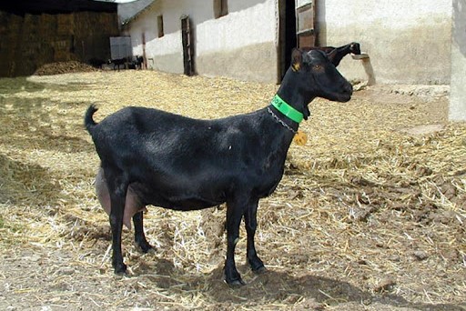 Caprina Murciano Granadina