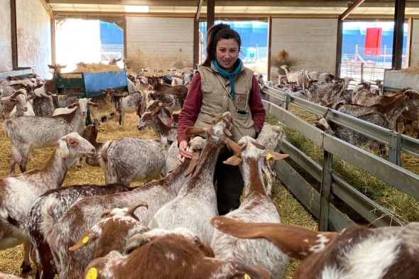 viabilidad granja de caprinos