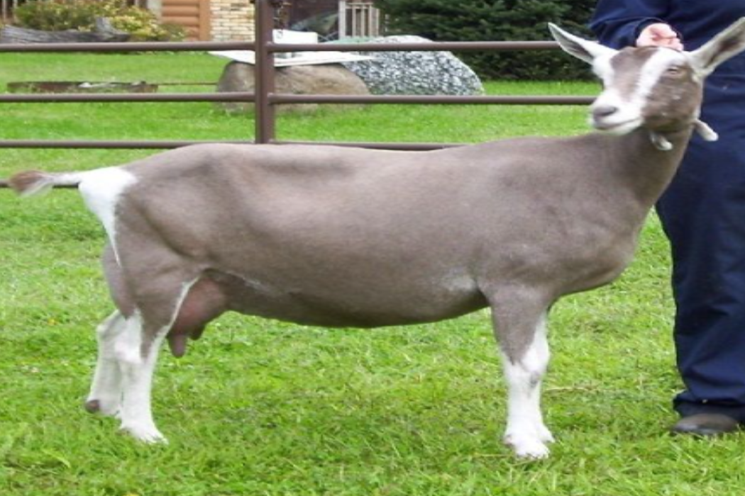 Caprina toggenburg